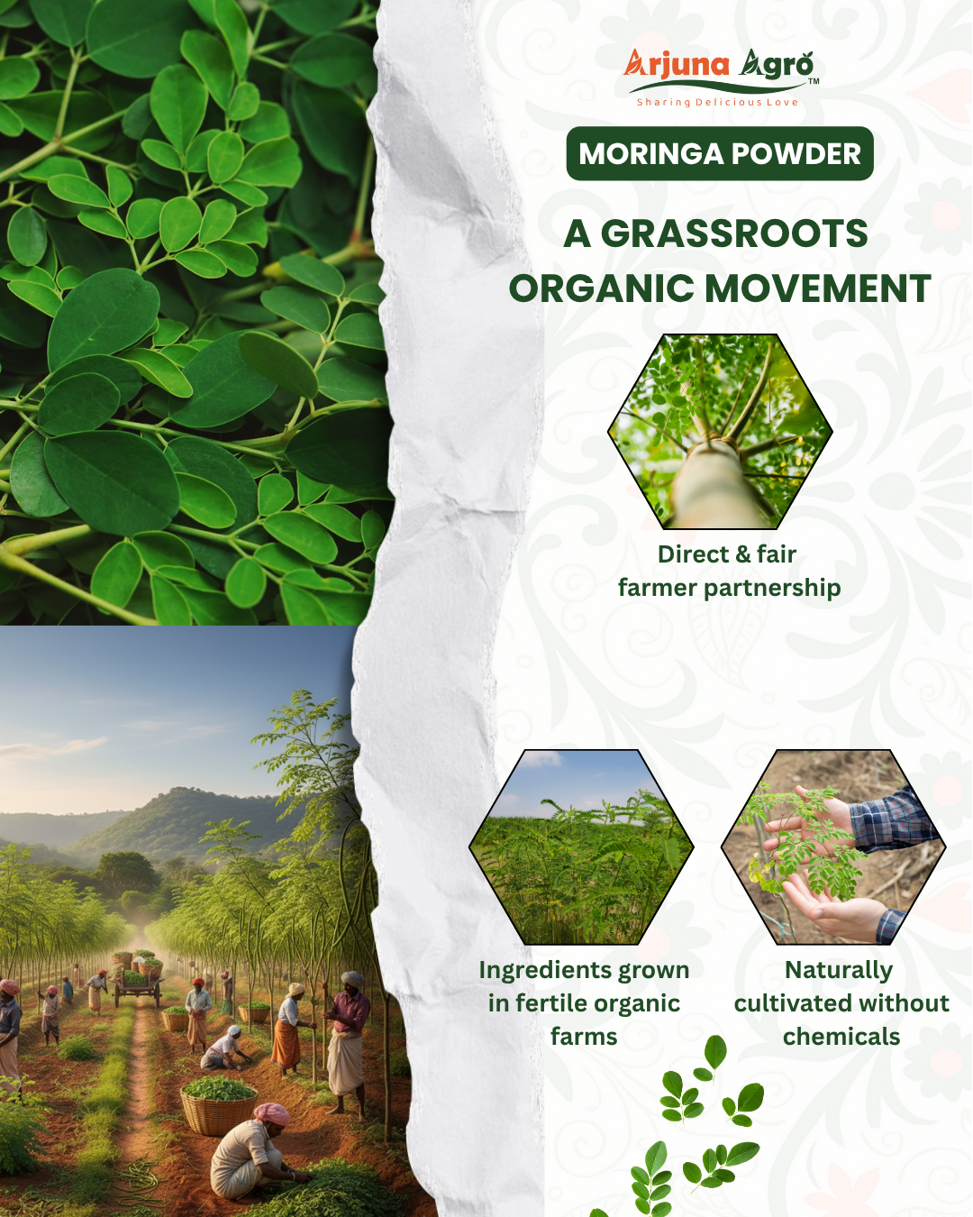 Moringa Powder